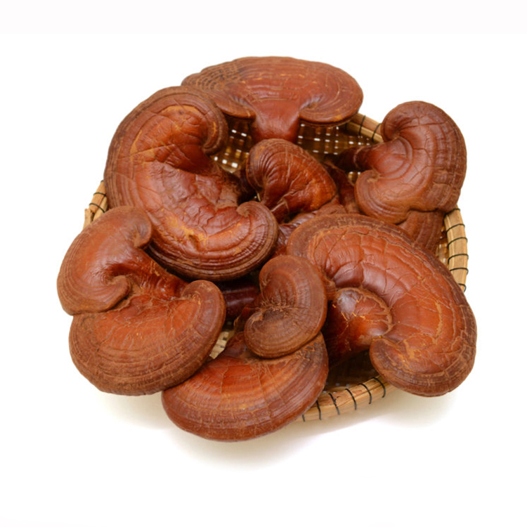 Certified Ganoderma Lucidum Extract
